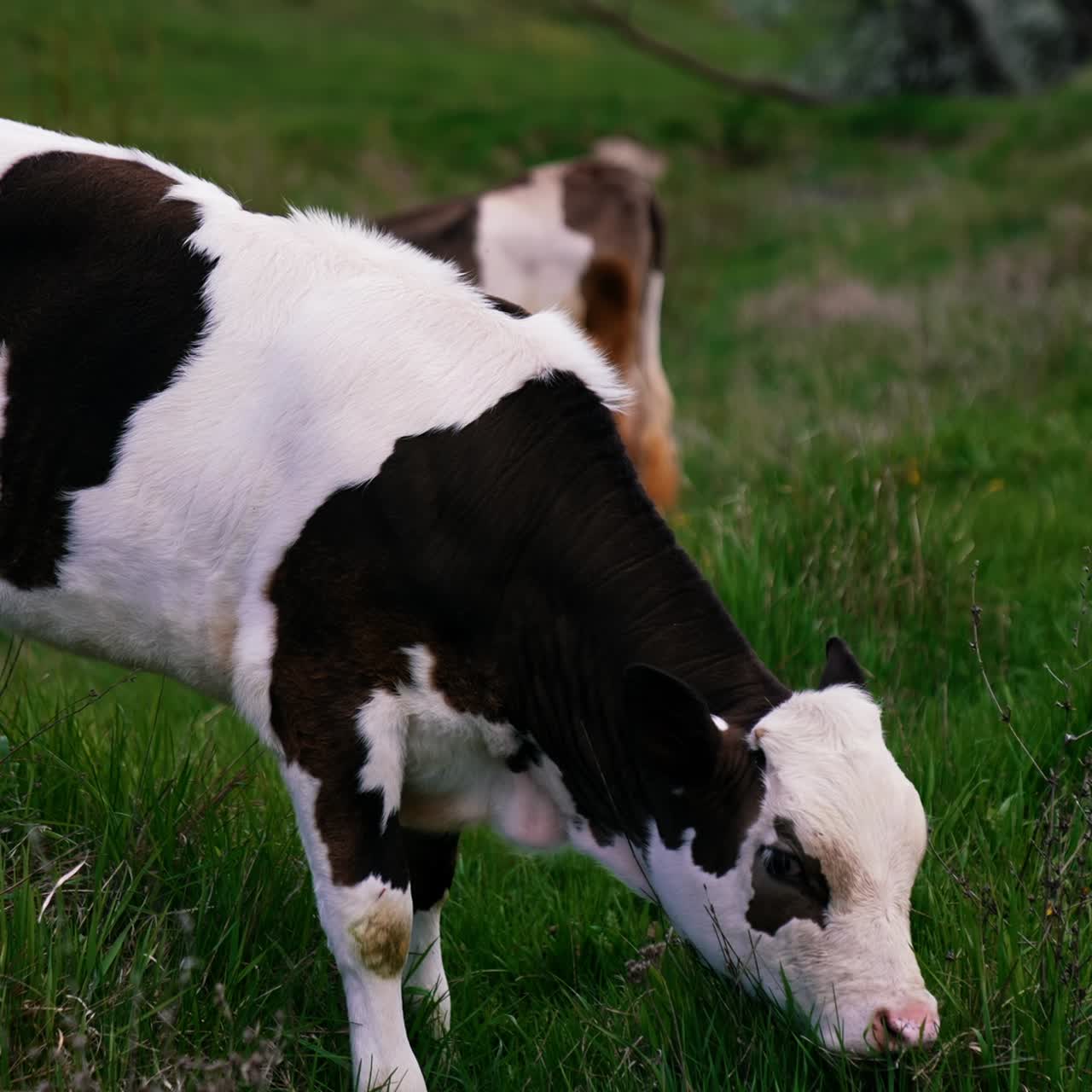 Calf grazing on a meadow. White and black little cow eating green grass on pasture in spring