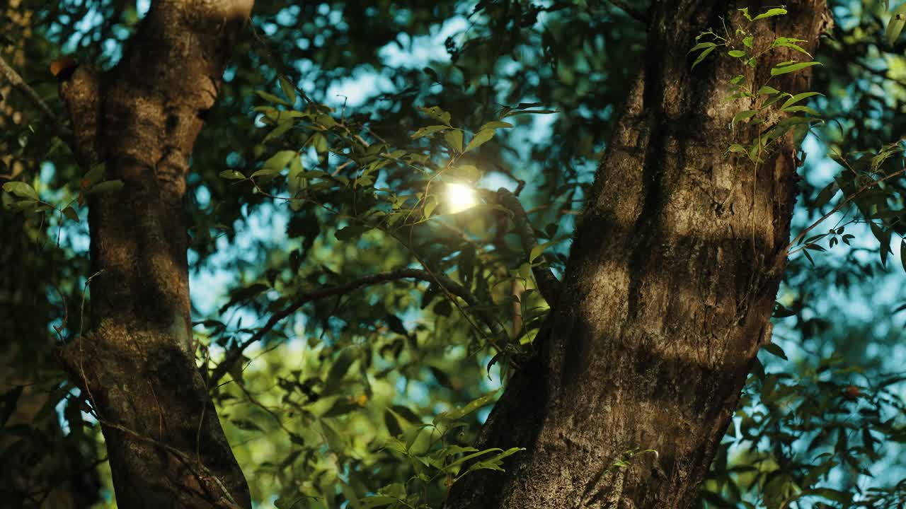 Flying Lights in a Magic Forest