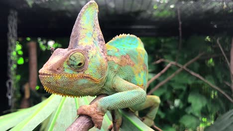 chameleon in its natural habitat