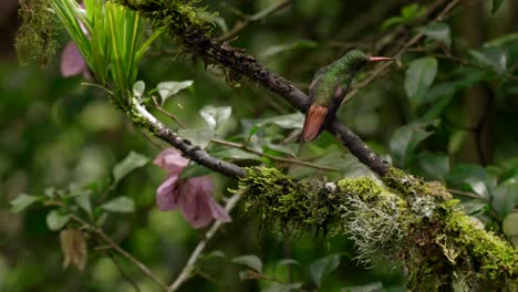 multiple iridescent hummingbirds perch on a branch and fly into a forest in ecuador, south america