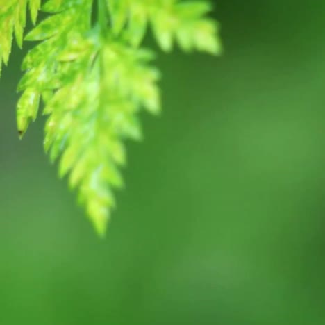 Drops-of-water-fall-from-leaves