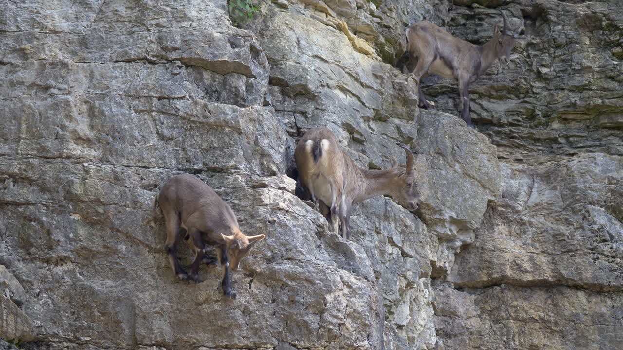 íbice alpino joven saltando por un acantilado montañoso en cámara lenta - alpes suizos, europa