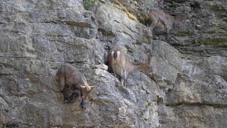 young alpine ibex jumping down steep mountain cliff in slow motion - swiss alps,europe