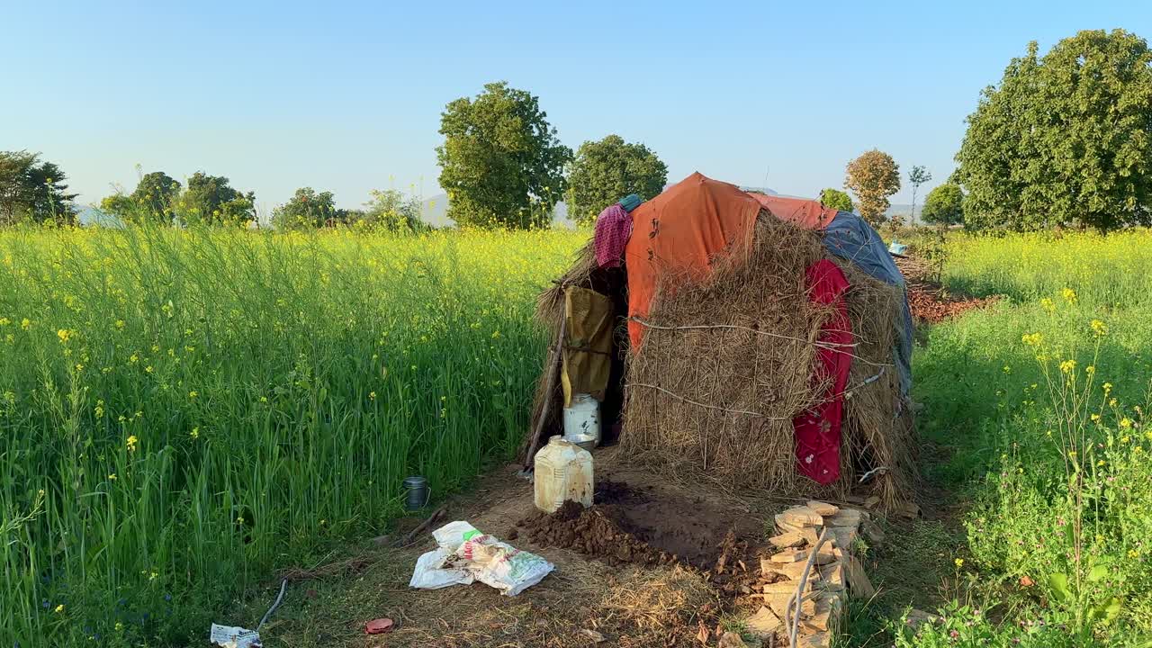 farmers hut a shelter made of straw and cloths in the middle of mustard farm
