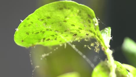 Close-up-of-chili-plant-leaf-covered-in-aphids