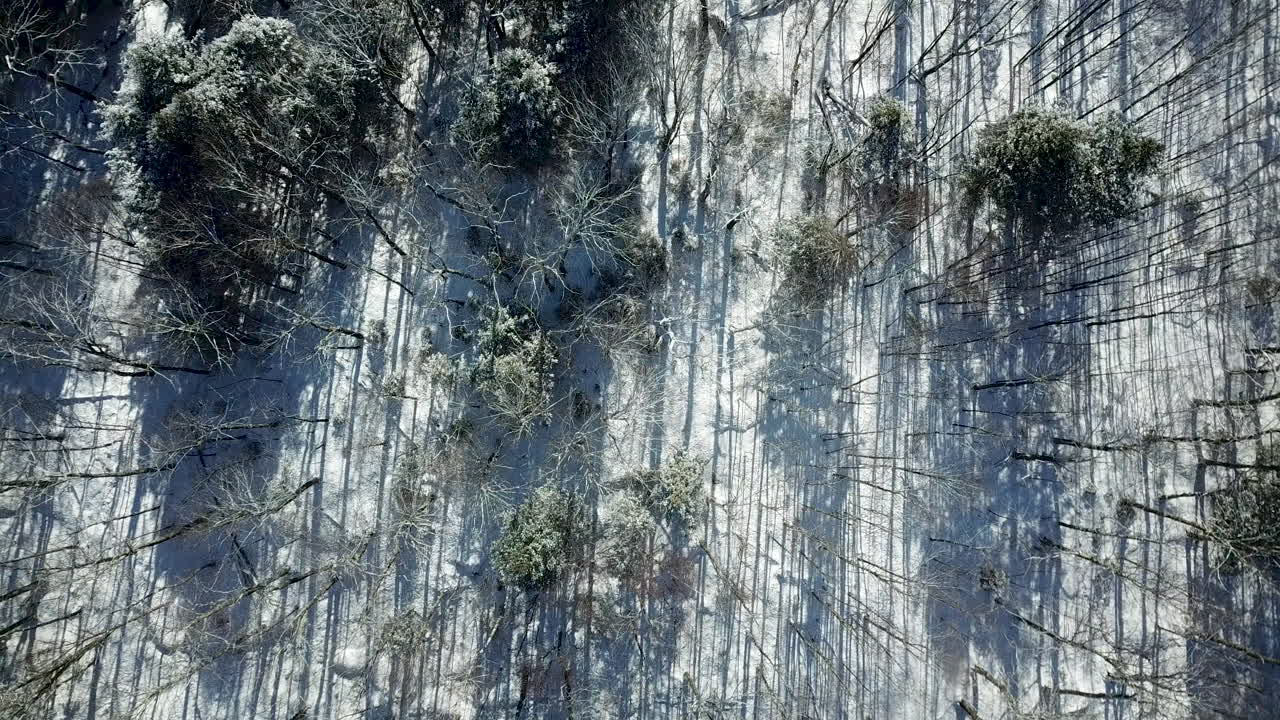 Aerial view moving over the top of deciduous and evergreen trees in winter, with snow on the ground and the trees, sunlight streaming through.