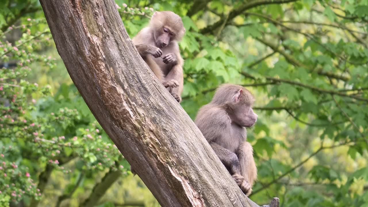 Two young baboons play and bite each other in a tree