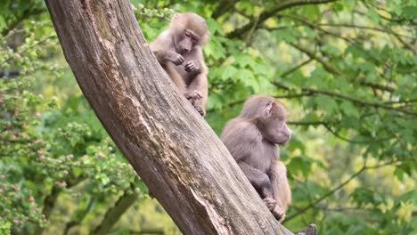 two young baboons play and bite each other in a tree