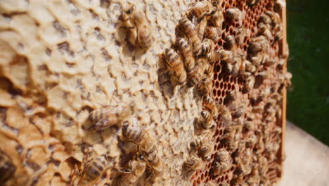 Bienen,-Die-An-Der-Wabe-Arbeiten,-Bedecken-Die-Wabe-Mit-Wachs-Und-Schützen-Den-Produzierten-Honig