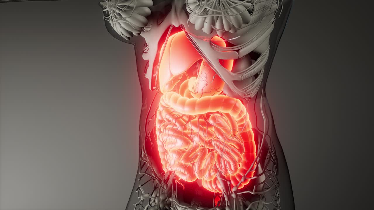 partes y funciones del sistema digestivo humano