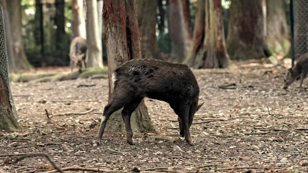 A cinematic video capturing the serene moment of deers foraging for food in Nara Park during autumn.