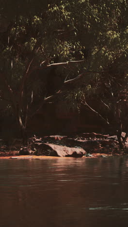 tranquil river scene with lush trees