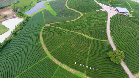 Increíble-Vista-Aérea-Sobre-Los-Campos-De-Té-En-Tailandia