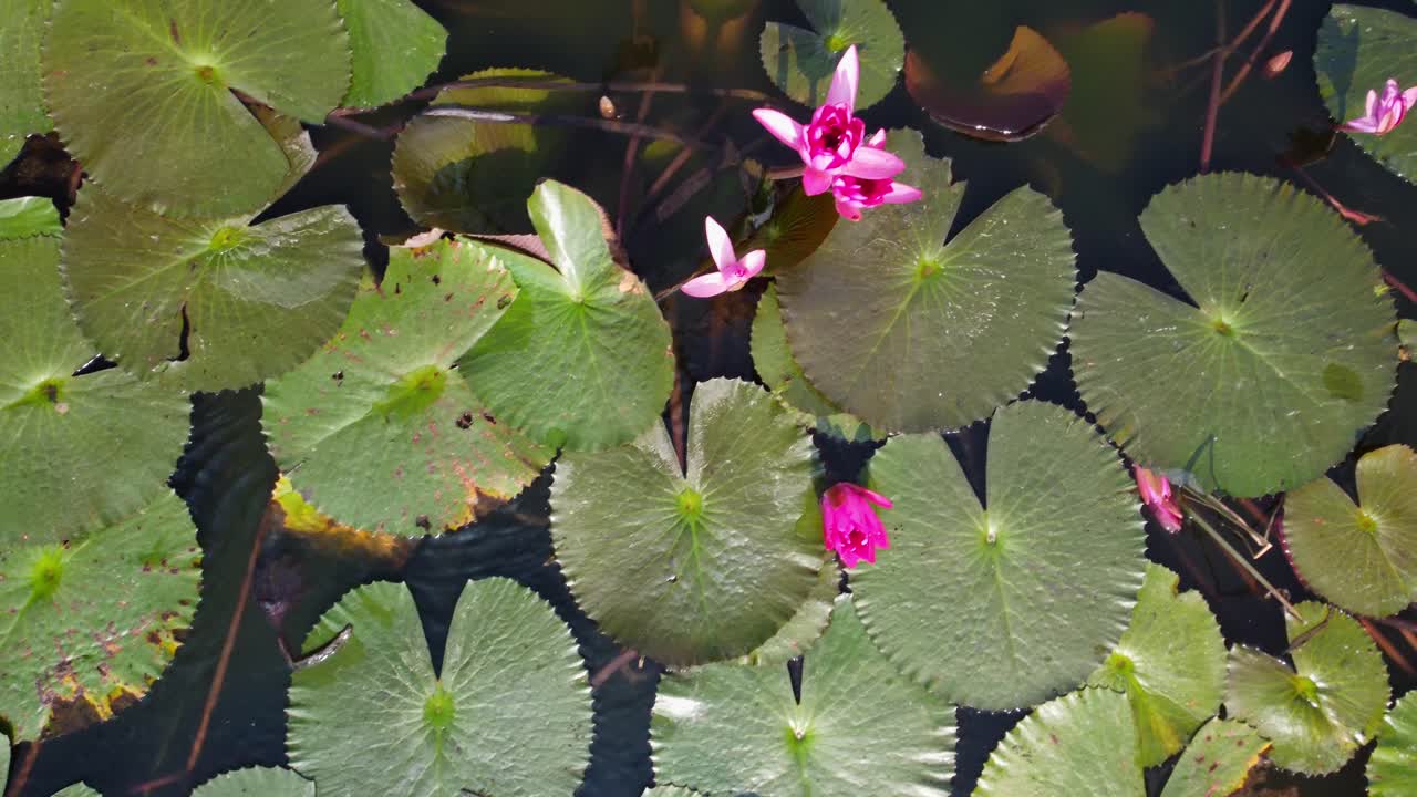 Vibrant and delicate wild water lilies bloom in a freshwater pond, closeup, Aerial