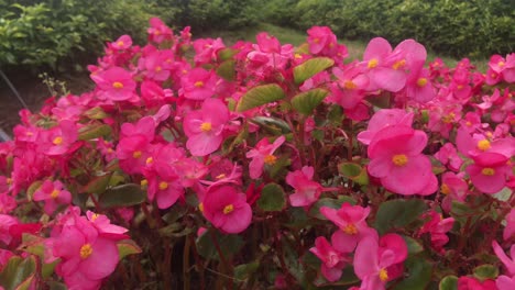 vista cercana de begonias rosadas de cera en un día ventoso