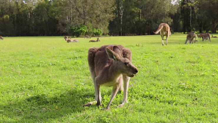 Un canguro si muove, mangia l'erba e salta via