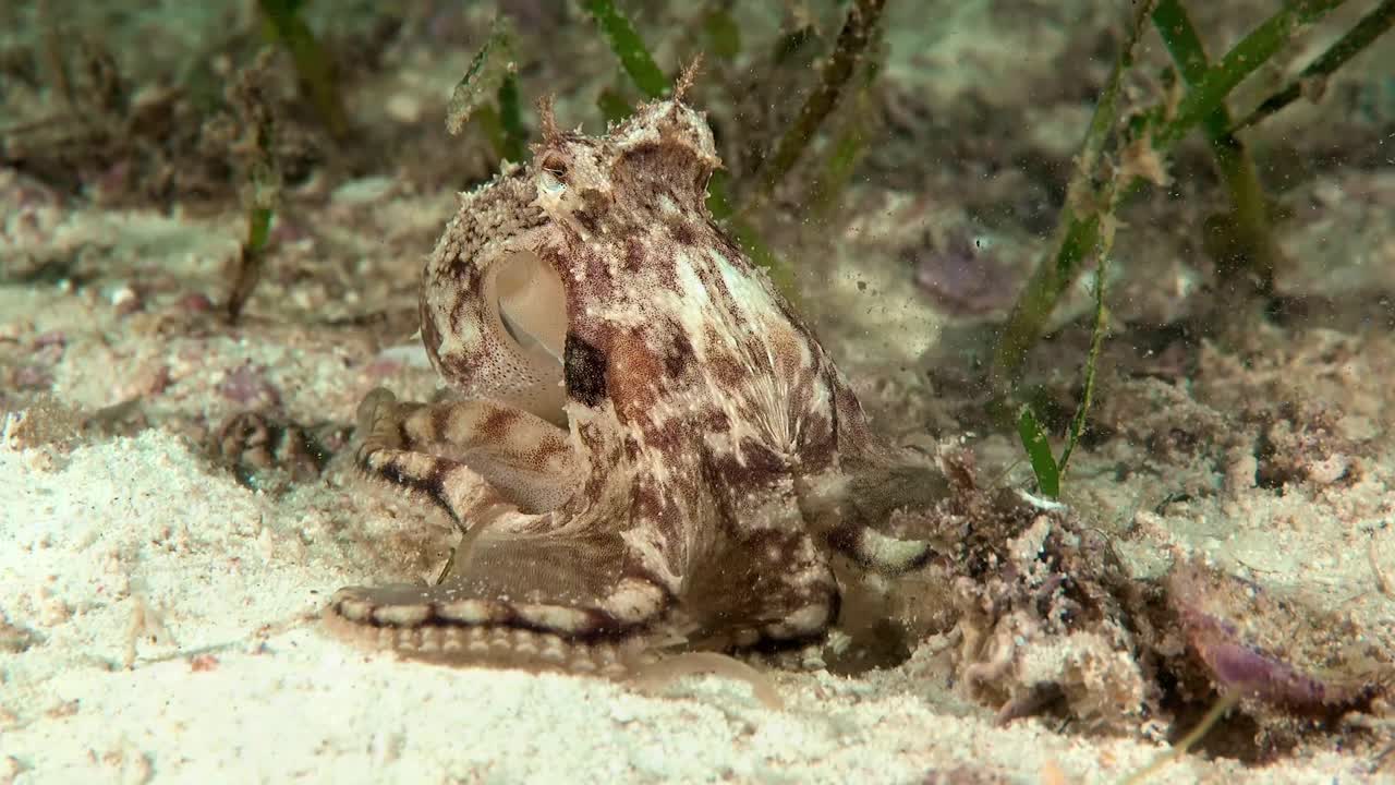 Small octopus close up. Small octopus walks and hides at the bottom of the sea