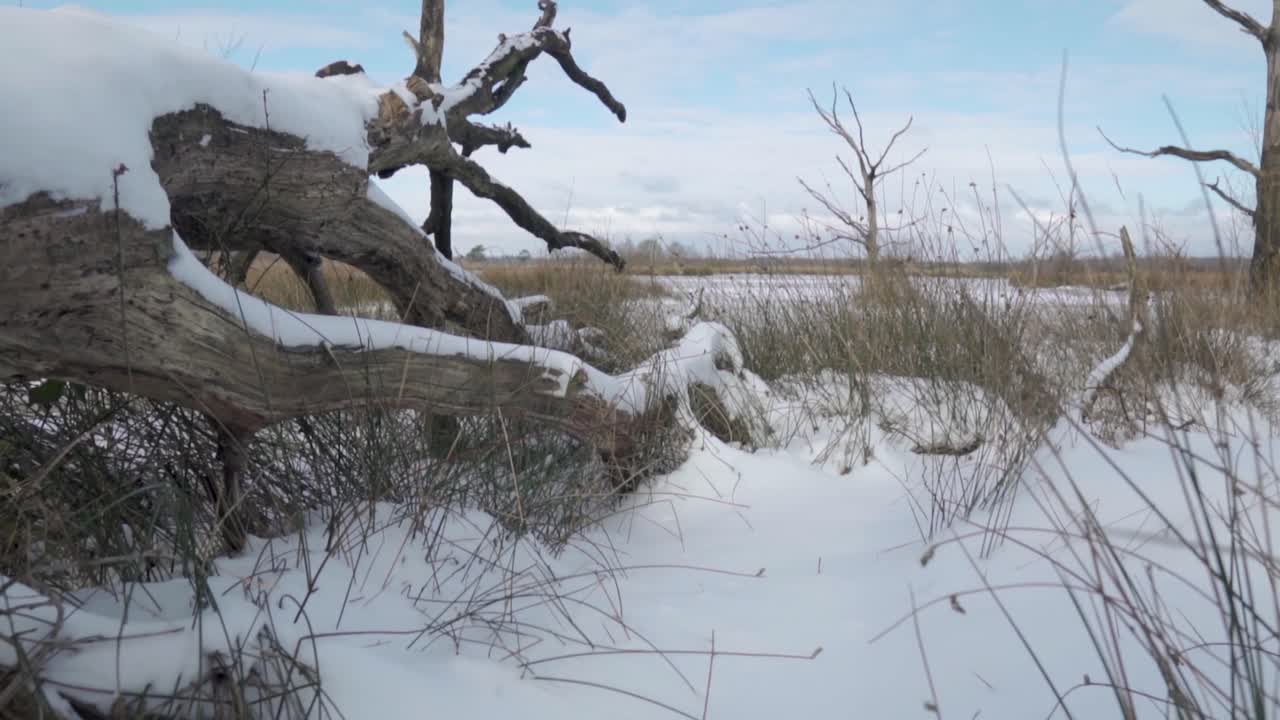paisaje de invierno nevado con árboles muertos