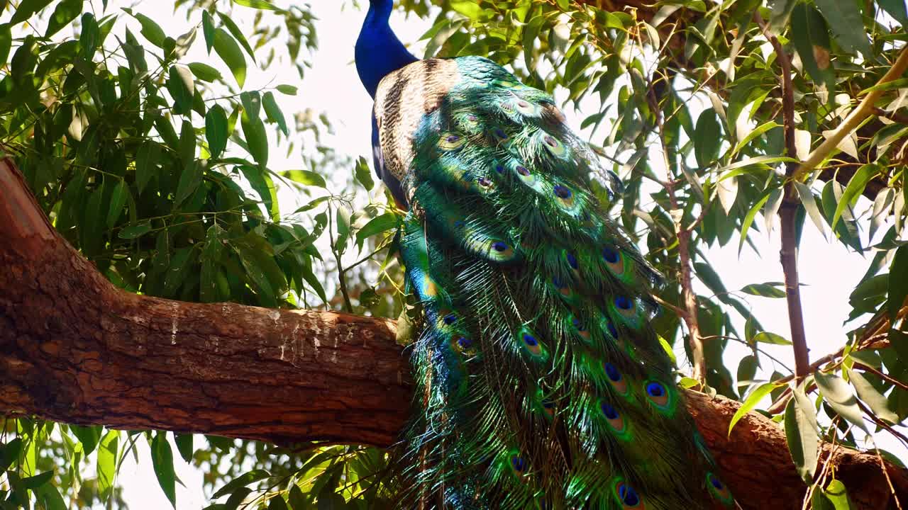 peacock sitting on tree to avoid hotwave in australia