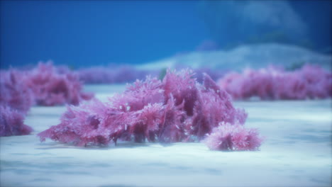 purple and pink soft corals and red sponges