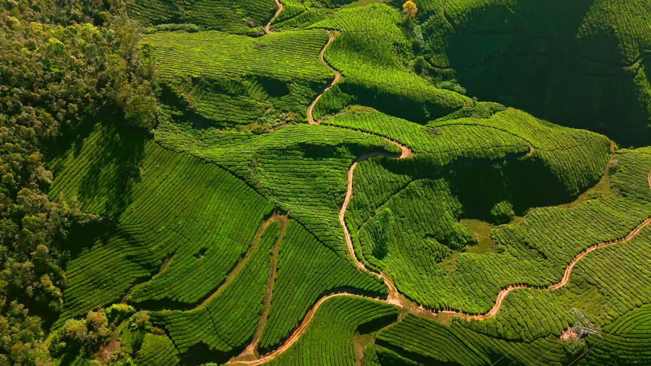 Veduta aerea che si inclina su lussureggianti valli del tè verdi della stazione collinare di Munnar, India