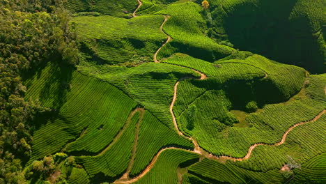Aerial view tilting over lush green, tea valleys of Munnar hill station, India