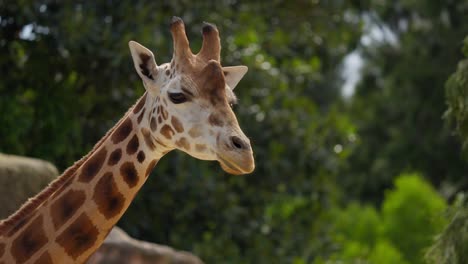 jirafa caminando acercándose cerrar victoria australia zoo