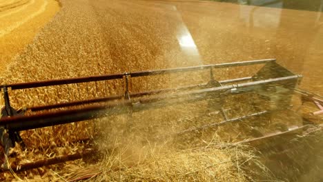 combine harvester in wheat field