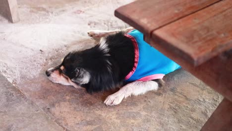 dog in blue shirt lying on concrete floor