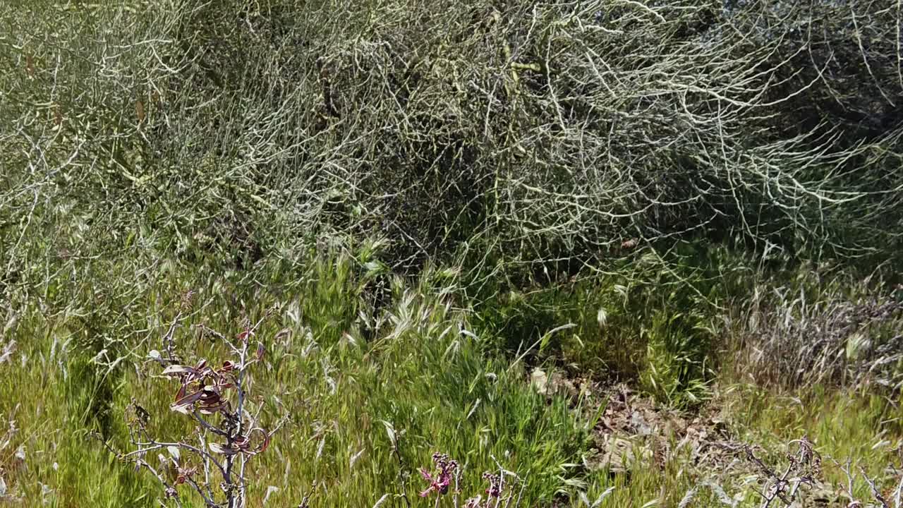 사막 요정 살포기에서 큰 팔로 베르데 나무, 맥도웰 소노란 음악원, 스코츠데일, 애리조나