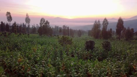 Vuelo-Aéreo-Hacia-Adelante-Sobre-Las-Plantas-De-Tabaco-Y-Un-Amanecer-épico-Y-Colorido-En-El-Fondo---Java-Central,-Indonesia