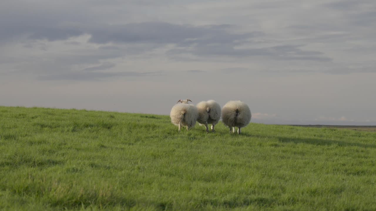 ovejas pastando en el vibrante prado islandés bajo un cielo nublado