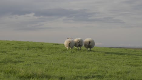 sheep grazing on vibrant icelandic meadow under cloudy sky