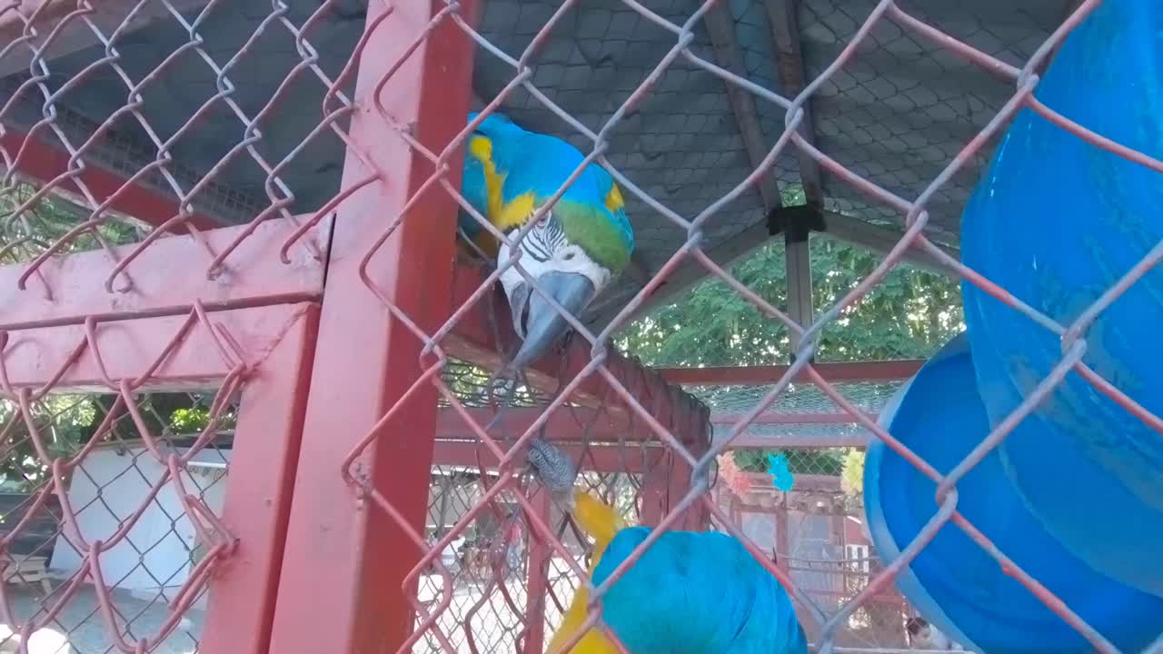 un par de hermosas guacamayas azules en una jaula de zoológico mirando la cámara, una toma de primer plano