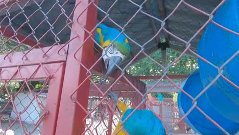 Pair-of-beautiful-blue-macaw-in-zoo-cage-looking-at-the-camera,-close-up-shot