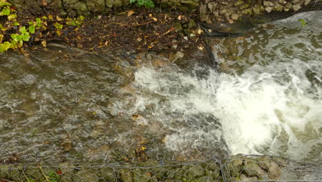 a fresh water brown trout tries and fails