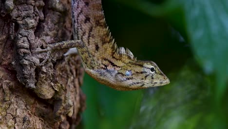 El-Lagarto-De-Jardín-Oriental-También-Se-Llama-Lagarto-De-Jardín-Oriental,-Chupasangre-Y-Lagarto-Cambiable