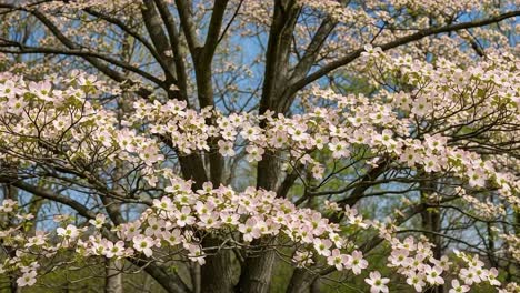 a stunning display of blossoming flowers on a tree, showcasing the beauty of springtime nature and the vibrant colors of petals against a clear sky