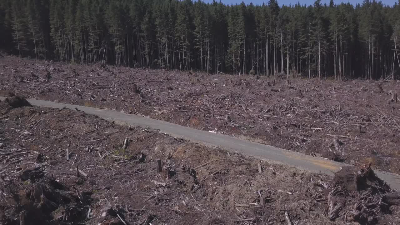 Clearcut logging landscape with an access road