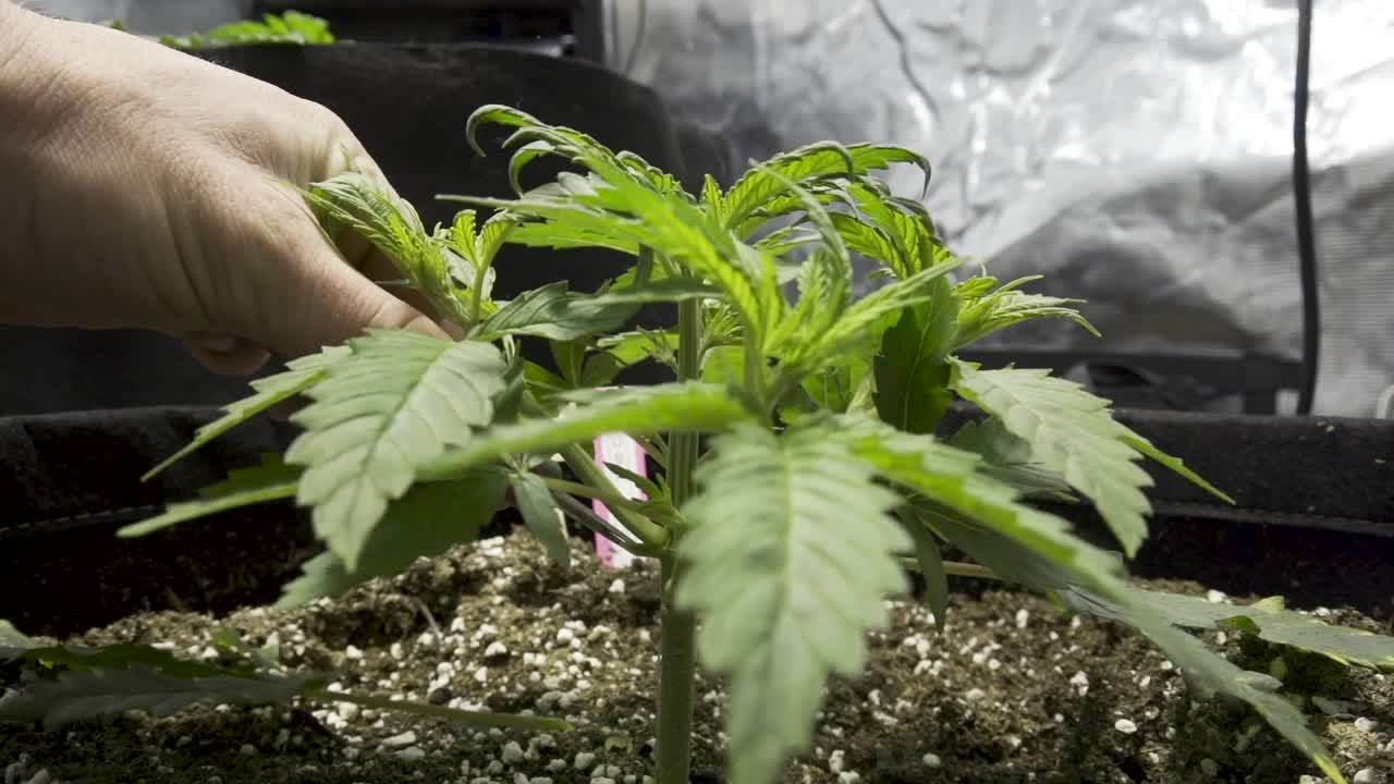 정원에서 자라는 대마초 식물의 잎을 다듬는 정원사