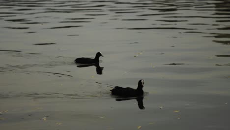 a follow slow-motion shot of two ducks swimming on a pond