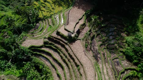 rice field - bali rice terraces in summer in indonesia