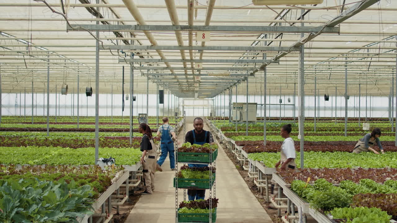Workers Harvesting Lettuce in Greenhouse