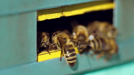 wooden beehive and bees. close up view of swarm of bees at beehive entrance