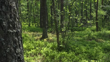 gorgeous footage of a sunny summer warm green forest with a large pine tree with lichens in the foreground. focus changes to the nature woods in the background and foreground becomes blurry.
