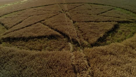 Farmland-crop-circle-meadow-vandalism-Stanton-St-Bernard-aerial-view-closeup-over-furrow-vegetation