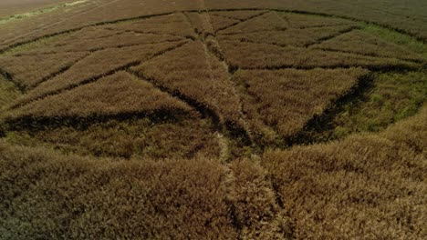 farmland crop circle meadow vandalism stanton st bernard aerial view closeup over furrow vegetation