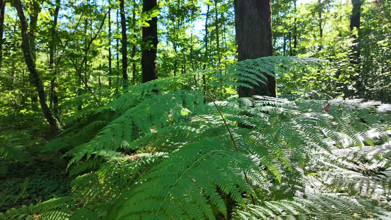 inclinación suave con movimiento hacia arriba sobre algunos helechos verdes enormes en el bosque de huisserie, mayenne, francia