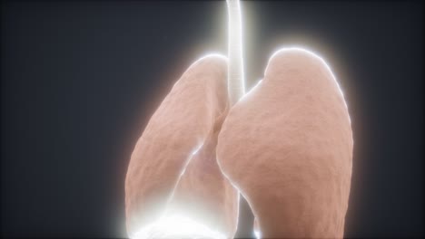 animación en 3d de los pulmones humanos