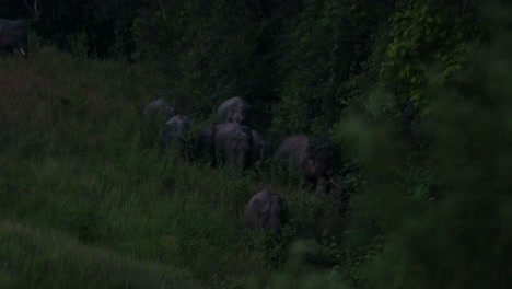 a big herd in a line rushing down the hill going through tall grass and the edge of the forest just before dark, indian elephant elephas maximus indicus, thailand